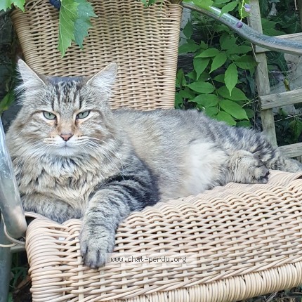 Photo of a cat found in Guipry Messac