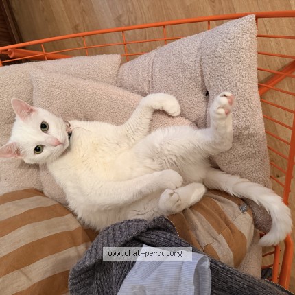 Photo of a cat found in Rochefort