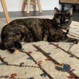 Bagheera