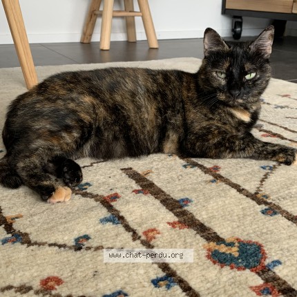 Photo of a cat found in Gland