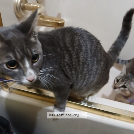Photo 1/1 nutz Cat lost in Melissa
