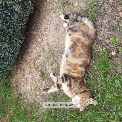 Photo of a cat found in Nonville