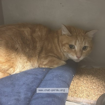 Photo of a cat found in Montauban