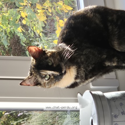 Foto 1/1 Violette Kat vermist in Bouge