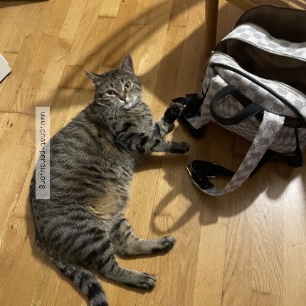 Photo of a cat found in Rambouillet