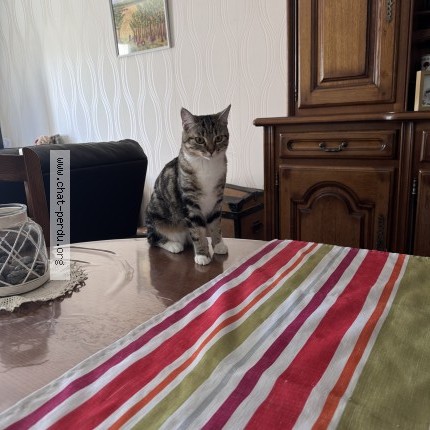 Photo of a cat found in Rolampont