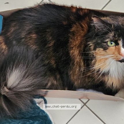 Photo of a cat found in Tours
