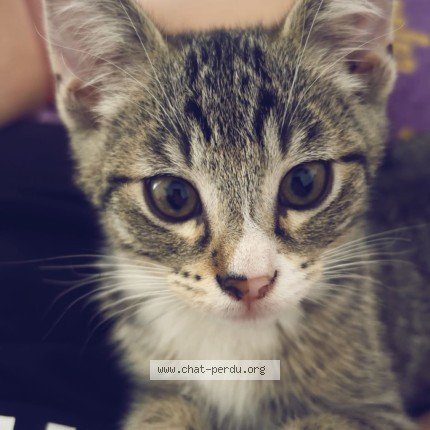Foto 1/1 Frosty Kat vermist in Retinne