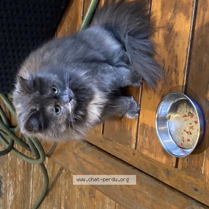 Photo 1/1 Found cat Found in Montreal