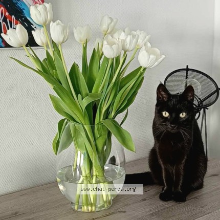 Foto 1/1 Kat teruggevonden Vermist in Stembert