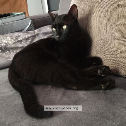 Photo of a cat found in Cagnes Sur Mer