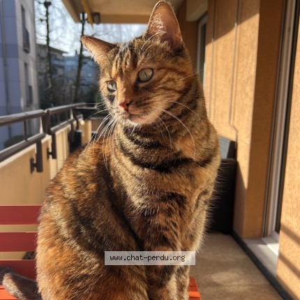 Foto 1/2 Akira Gatto smarrito a Mollie Margot