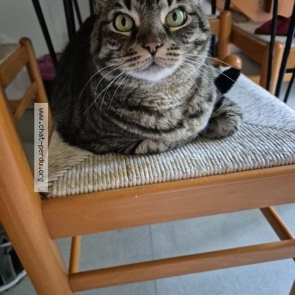 Photo of a cat found in Campagne