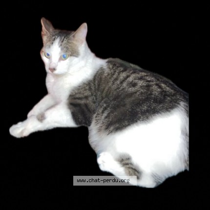 Foto 1/1 idris Kat vermist in Lessines