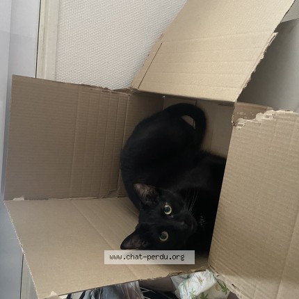Foto di gatto ritrovato a Caen