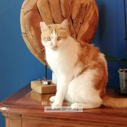 Photo of a cat found in Houilles