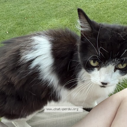 Foto 1/1 Kat gevonden Gevonden in Grimbergen