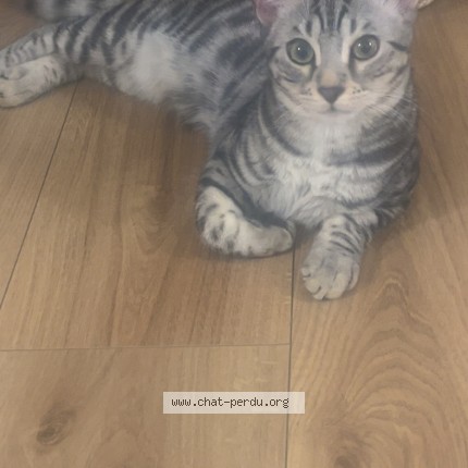 Foto einer wiedergefundenen Katze in Le Raincy