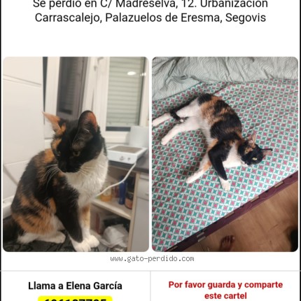 Photo of a cat found in Carrascalejo