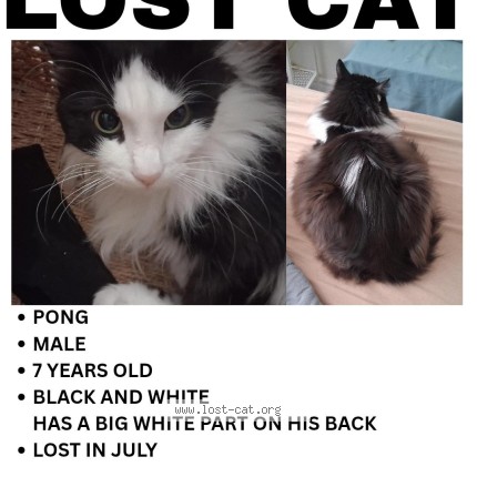 Photo 1/1 pong Cat lost in Bolton