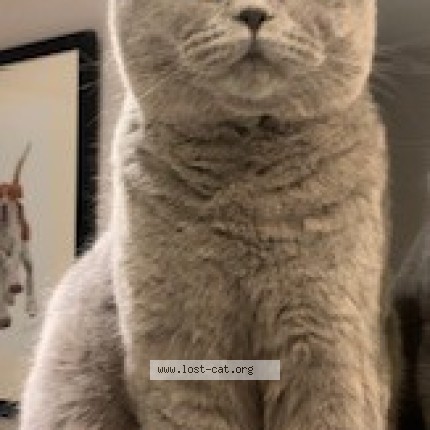Photo 1/1 Reggie Cat lost in Glangrwyney Crickhowell