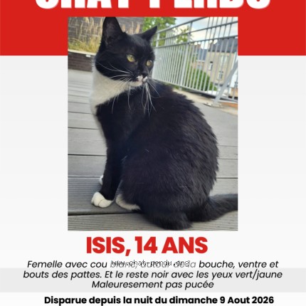Foto 1/1 isis Kat vermist in Wavre