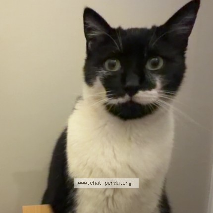 Photo of a cat found in Bardigues
