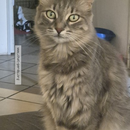 Photo of a cat found in Sartene