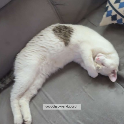 Foto 1/1 looping Katze verloren in Prangins