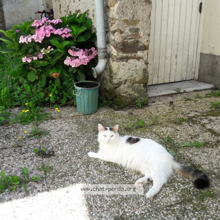 Photo of a cat found in Versailles