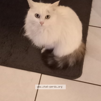Photo of a cat found in Chappes