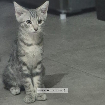 Photo of a cat found in Clermont Ferrand