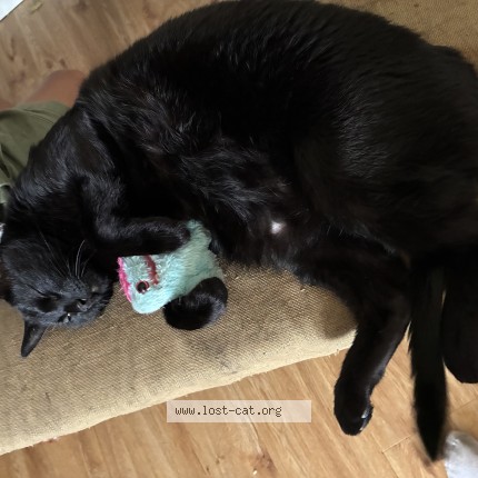 Photo of a cat found in Windsor
