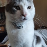 Simba