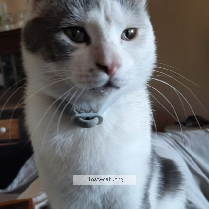 Foto di gatto smarrito a Trecastelli