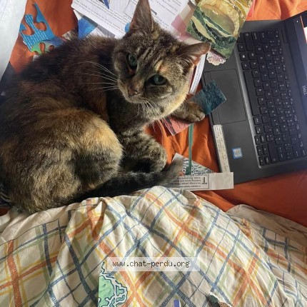 Foto 1/1 babouchka Kat vermist in Zellik