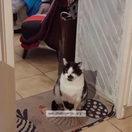 Foto einer wiedergefundenen Katze in Corbeil Essonnes