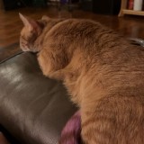 deuce