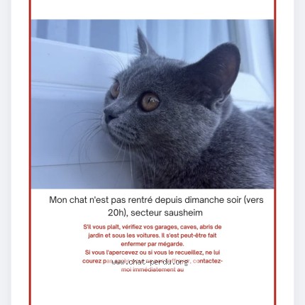 Photo of a cat found in Sausheim