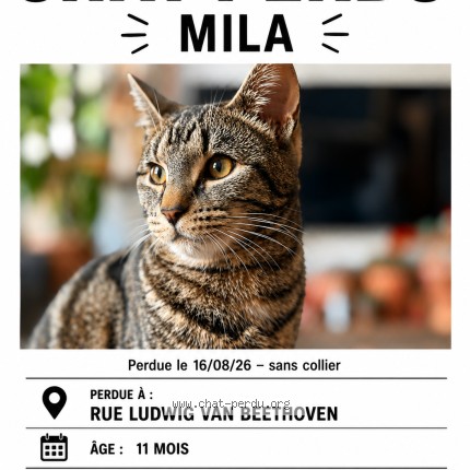 Foto di gatto ritrovato a Toulouse