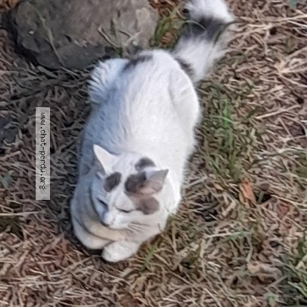 Photo of a cat found in Ugine