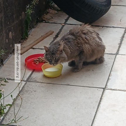 Foto di gatto trovato a Glieres Val De Borne