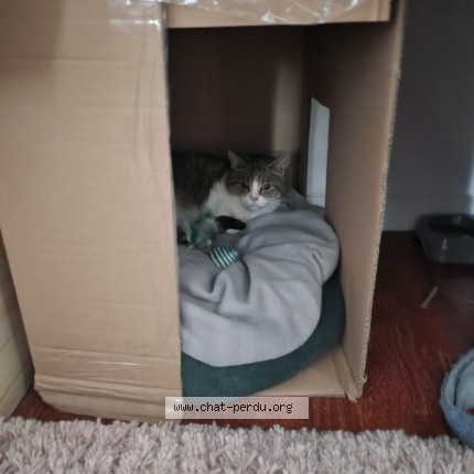 Photo of a cat found in Poissy