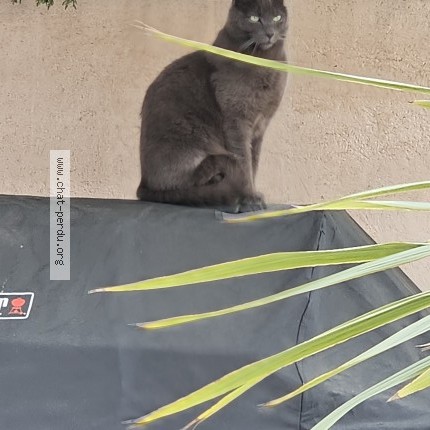 Photo of a cat found in 06130 Grasse