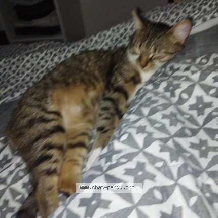 Photo of a cat found in Perrigny