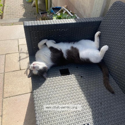 Foto van vermiste kat in Soignies