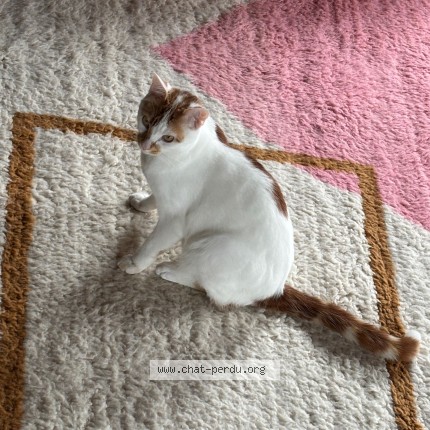 Foto 1/1 RASTY Gatto smarrito a Oberbip