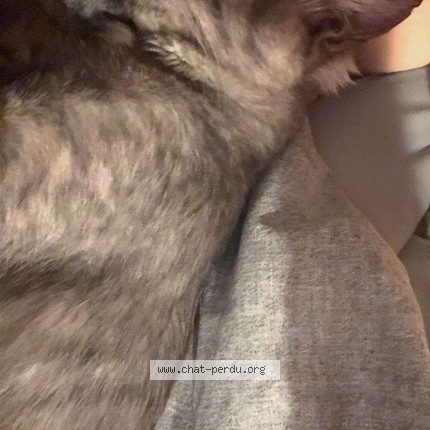 Photo of a cat found in Saint Pere En Retz