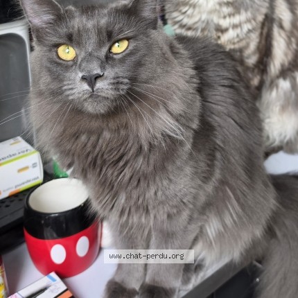 Photo of a cat found in Les Achards