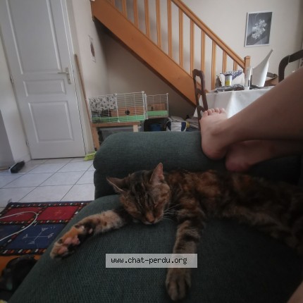 Photo of a cat found in Chaussan